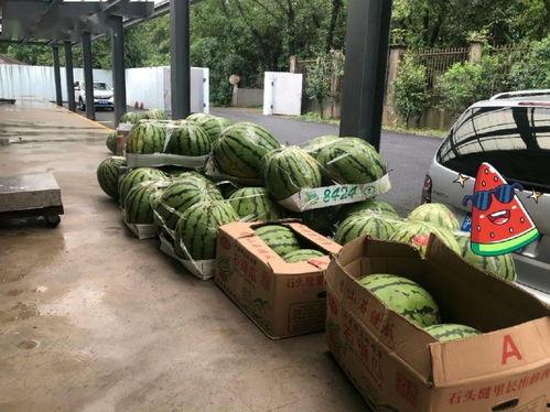 冠军吃瓜,揭秘赛场背后的趣味瞬间