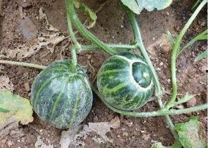 榆林老孟吃瓜,揭秘民间趣事，品味生活百态