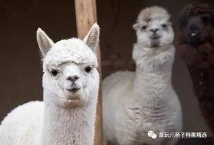 乡村偷瓜吃的动物,揭秘乡村偷瓜动物的神秘身影