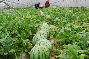 吃瓜暖心,揭秘娱乐圈温馨瞬间，传递正能量