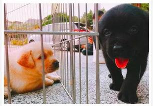 小警犬吃瓜,萌宠日常里的趣味瞬间