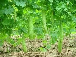 玉林吃瓜,探寻吃瓜文化的独特魅力