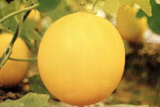 江苏最新吃瓜事件,揭秘网络热议背后的真相