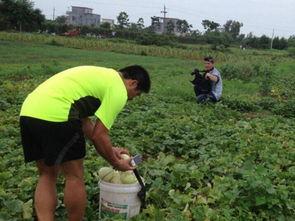 梦见别人吃大瓜,揭秘梦中他人品尝大瓜的神秘寓意