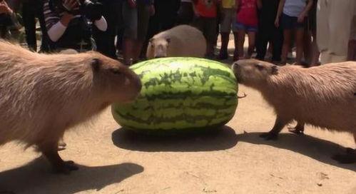 史上吃瓜速度最快,一秒内掌握热点动态