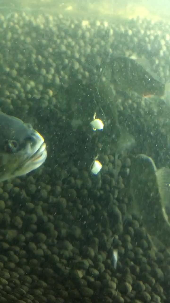 海里吃瓜视频,揭秘海洋生物的趣味食性
