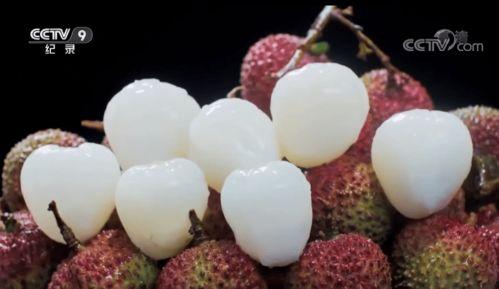 米粒吃瓜,探寻美食与生活的和谐共鸣