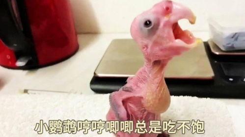 唧唧吃瓜鹦鹉,揭秘鹦鹉界的“八卦达人”