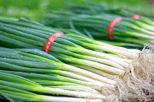 吃中药期间可以吃茭瓜吗,茭瓜的养生搭配指南