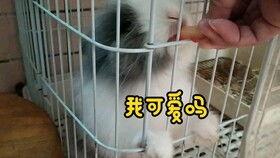 超可爱的吃瓜兔女孩,揭秘网络红人的魅力生活