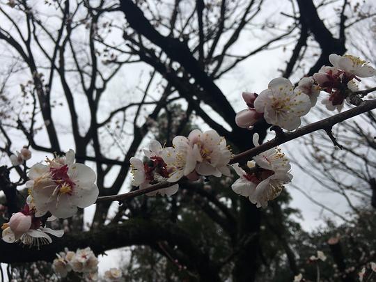 吃瓜樱花,探寻日本美食与文化的浪漫之旅