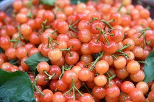 北美吃瓜小樱桃,揭秘北美地区的特色美食文化