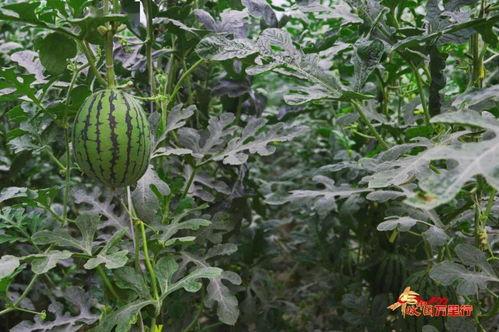 丰与果吃瓜,瓜果飘香，共享丰收喜悦