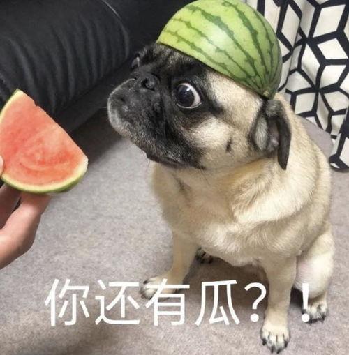 吃瓜表情包 狗,萌宠界的“瓜王”