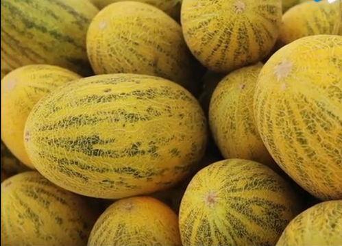 要去瓜州吃西瓜,寻味瓜州，尽享甜蜜西瓜盛宴