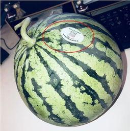 网红东北吃瓜,揭秘东北美食背后的故事