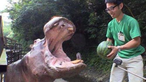 吃大嘴瓜,探寻各地特色小吃