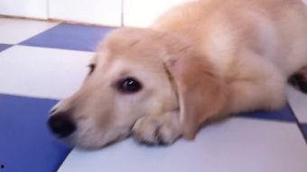 小狗吃哈密瓜打嗝,欢乐打嗝背后的温馨故事