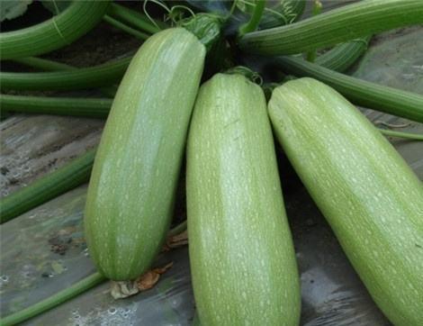 吃瓜嗯好处,吃瓜群众的五大益处揭秘