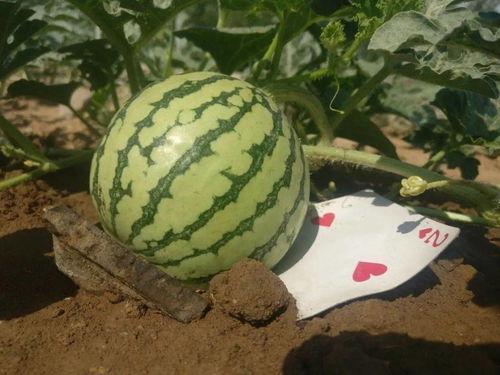 出发吃瓜,一场舌尖上的旅行盛宴