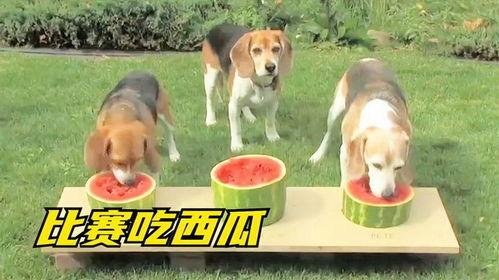 二狗搞笑吃瓜,带你领略欢乐喜剧现场