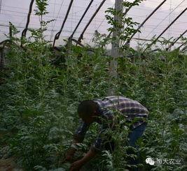 勤恳吃瓜,揭秘娱乐圈背后的真实故事